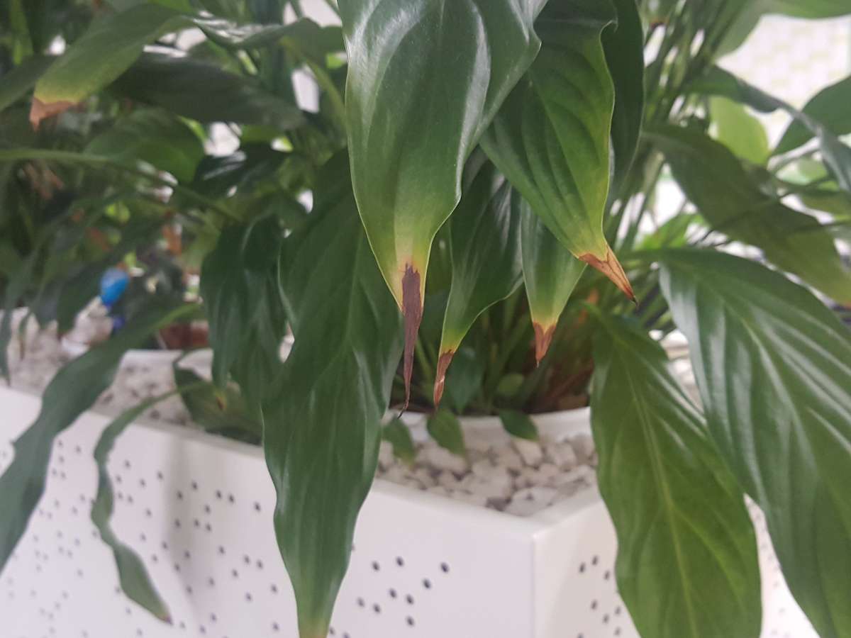 Indoor plant with brown tips