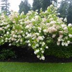 Peegee Hydrangea in Full Bloom