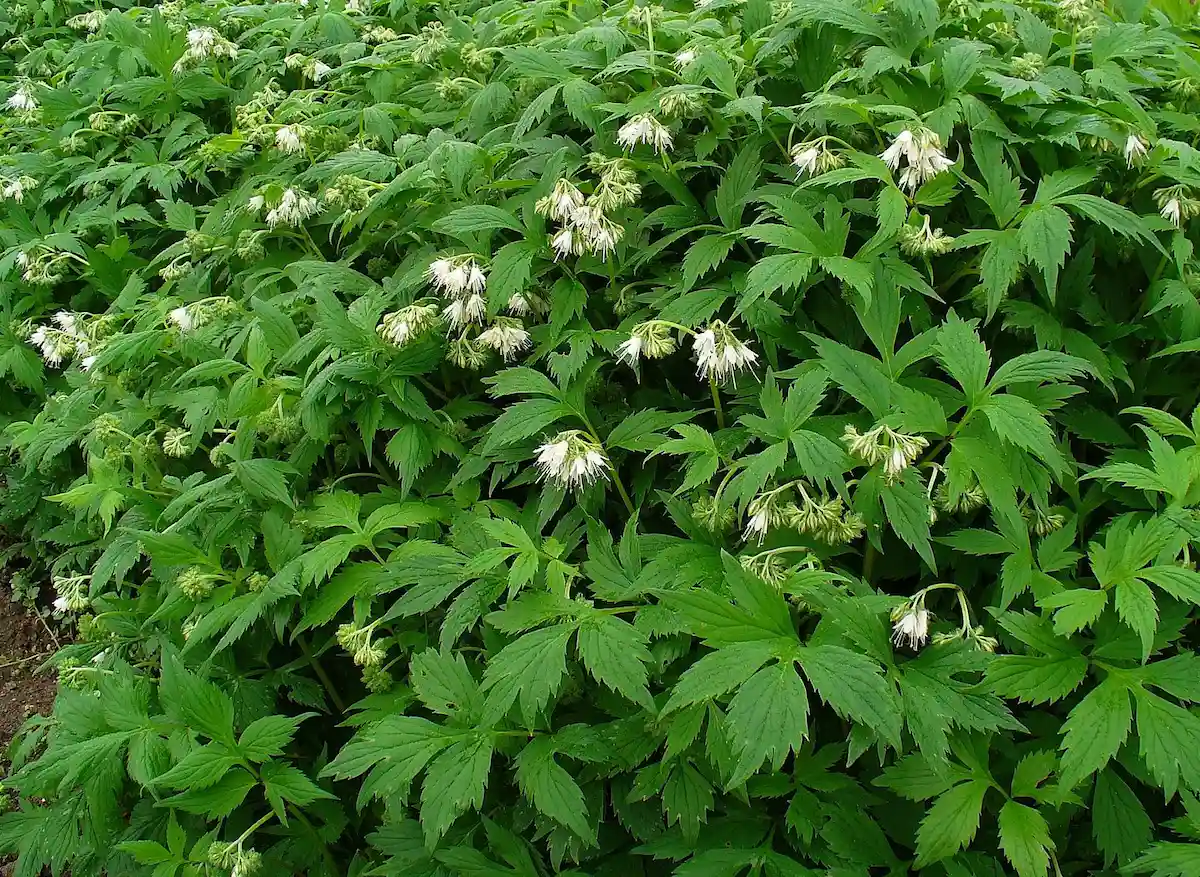 A colony of virginia waterleaf with white flowers