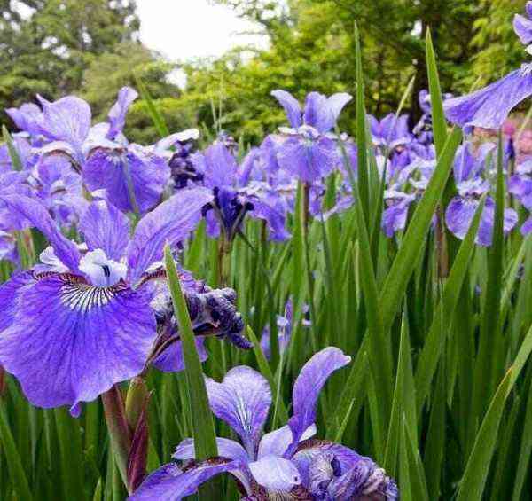 About a dozen blue flag iris