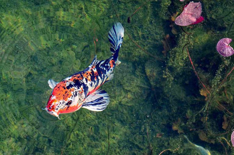 Tips For Keeping A Healthy Koi Pond
