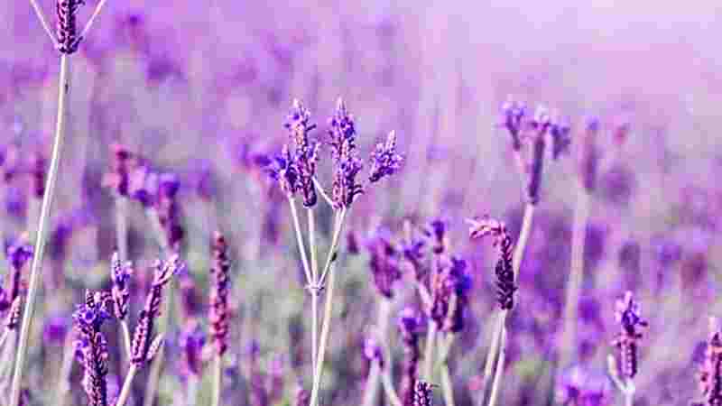 A close up a a lavender garden