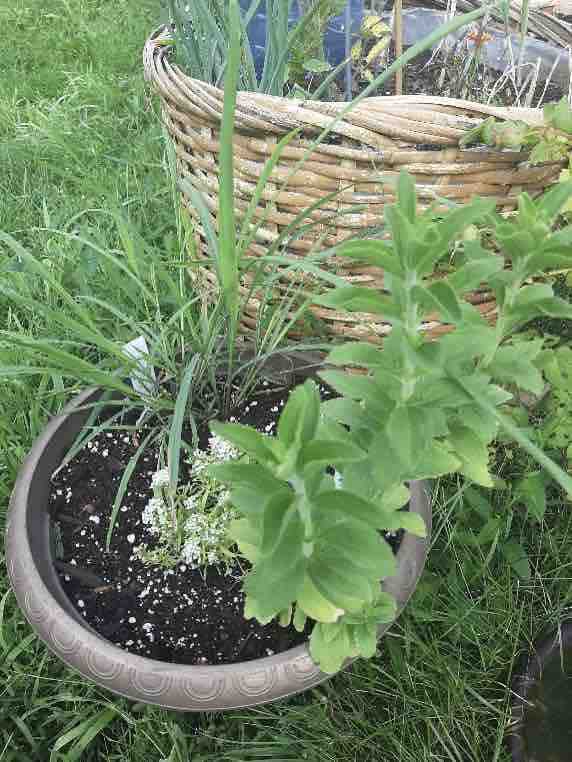 Lemongrass and stevia