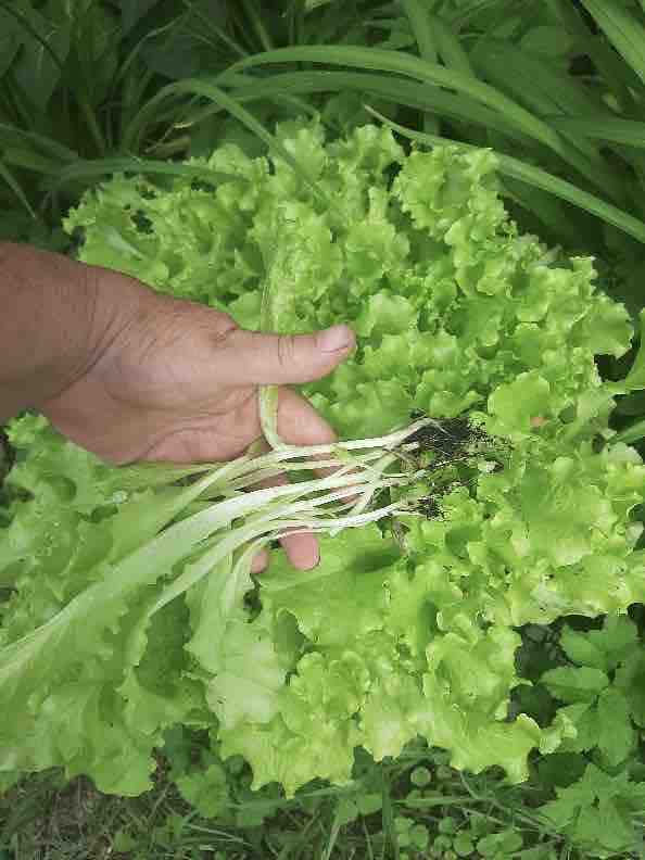 Pulled lettuce showing roots