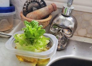 Lettuce growing in a small container by the sink