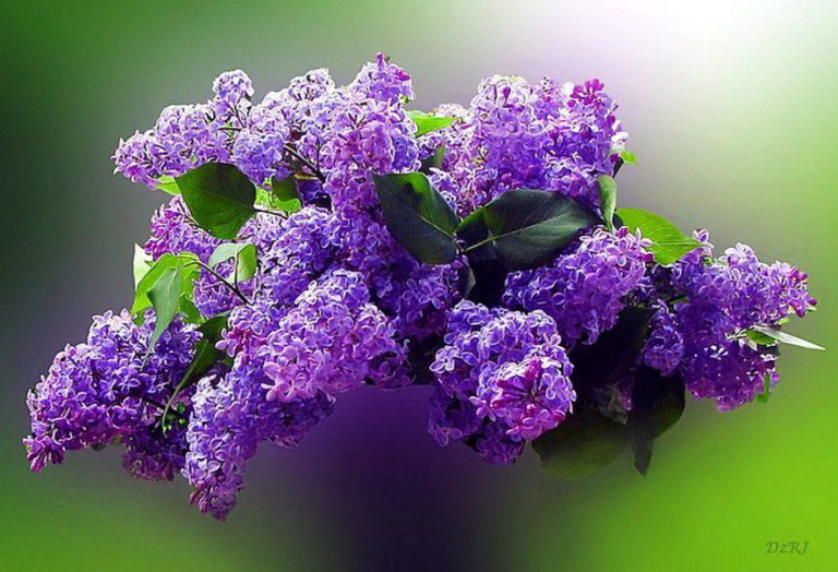 Lilac Care and Propagation