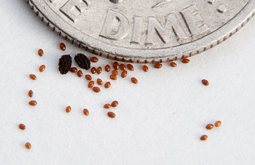 Lobelia seeds and larger snapdragon seeds