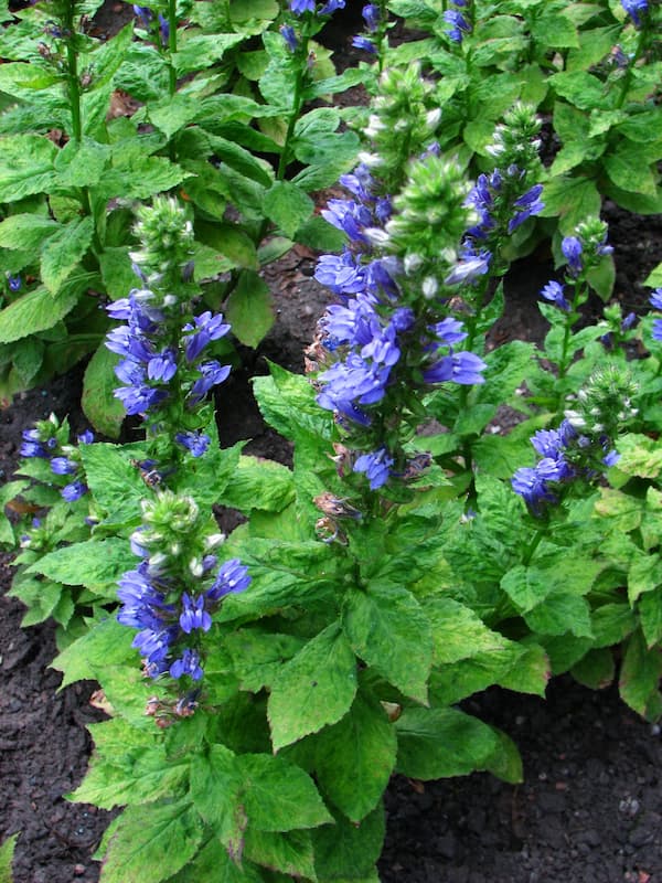 Great blue lobelia plant
