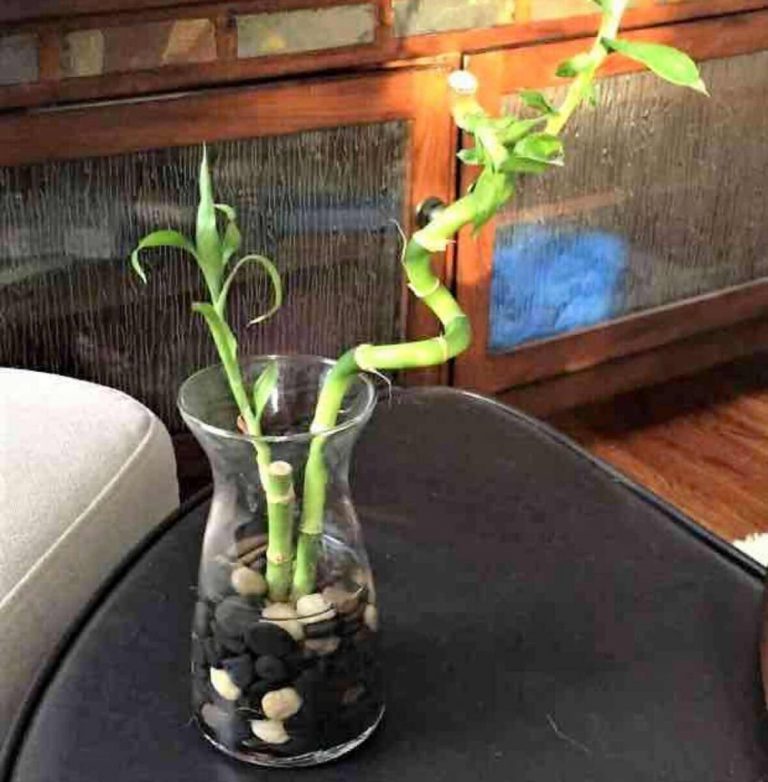 The Ultimate Lucky Bamboo Care Guide