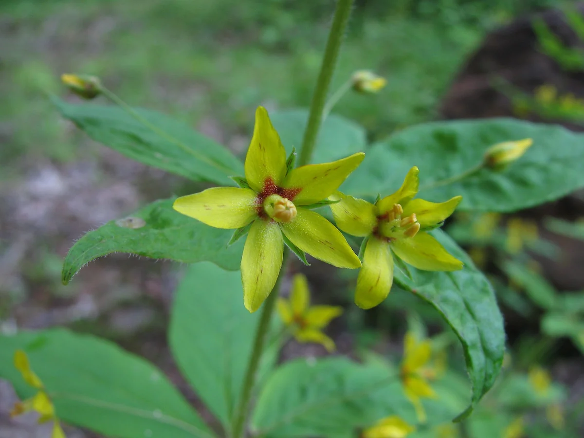 Lysimachia quadrifolia or Four-Flowered Yellow Loosestrife