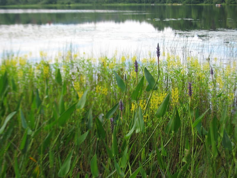 Yellow Loosestrife In its natural habitat by water. 
