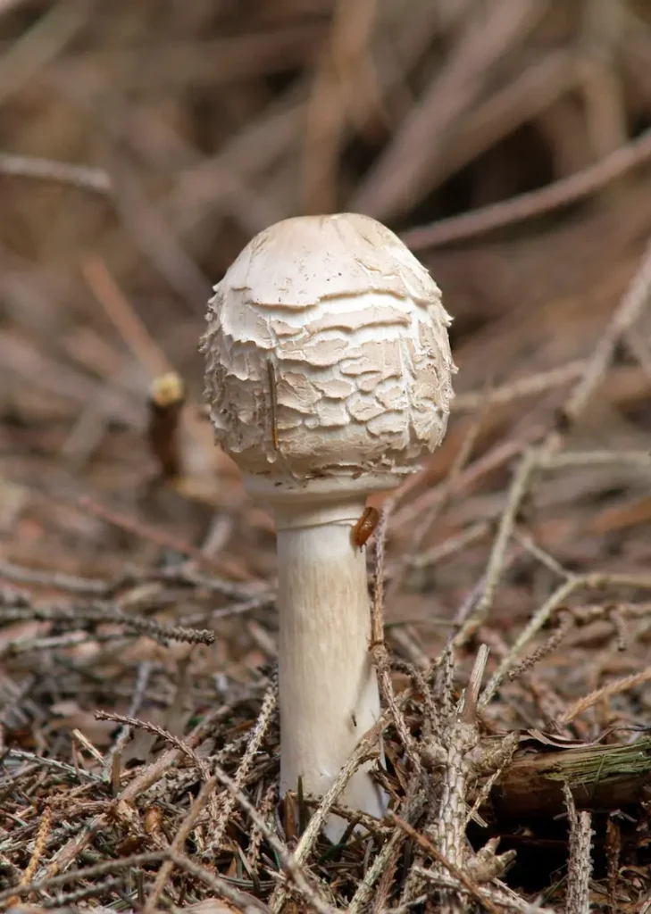 A close up of a macrolepiota rachodes mushroom growing in the ground