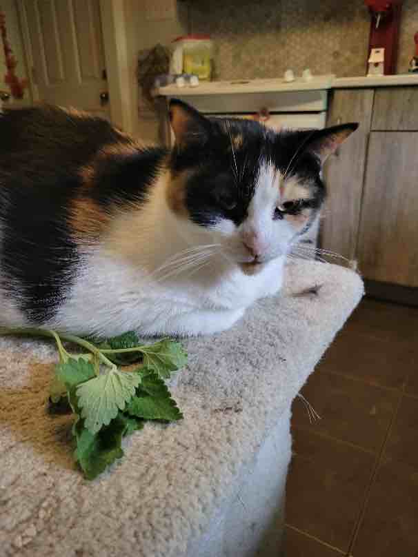 Maggie the cat with her catnip