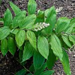 Top view of false solomon's seal plant with white flower