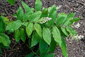 Top view of false solomon's seal plant with white flower