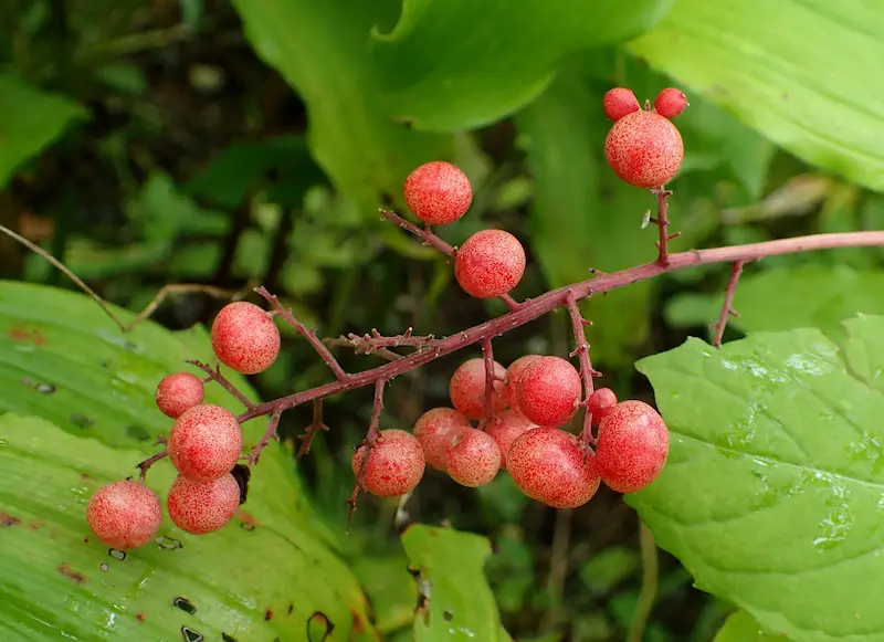 The fruit of Starry False Solomon's Seal