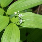 Maianthemum stellatum with 4 white flowers