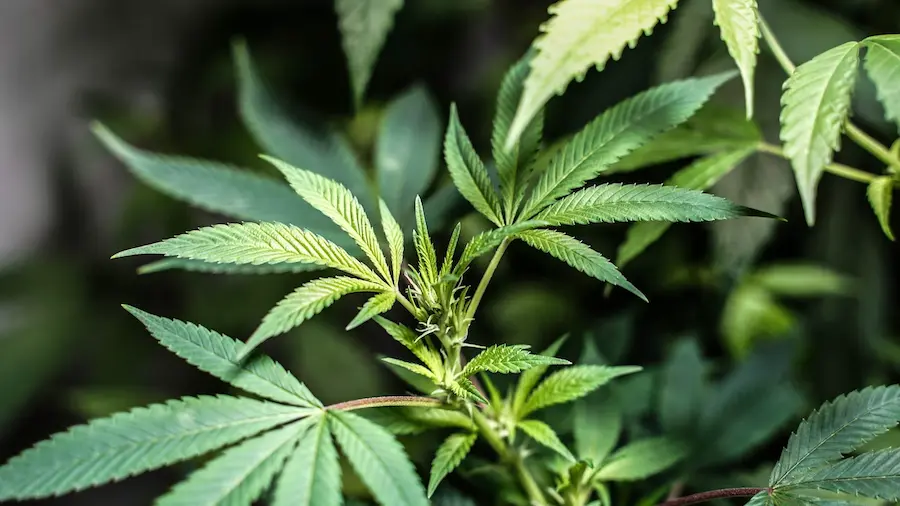 Marijuana leaves on plant