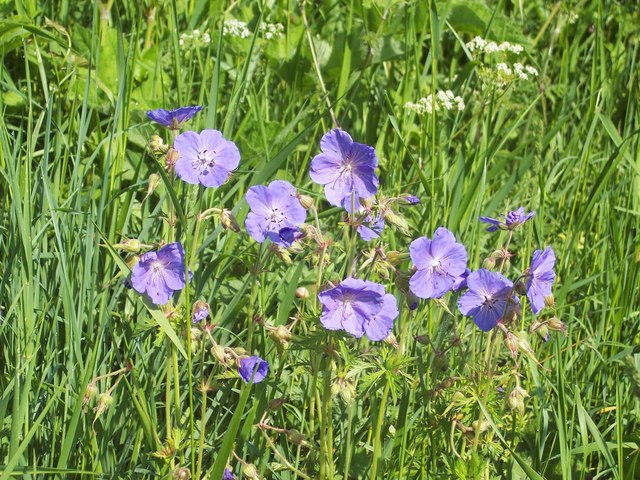 Light blue Meadow Cranesbill in a meadow