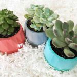 three mini succulents in small pots