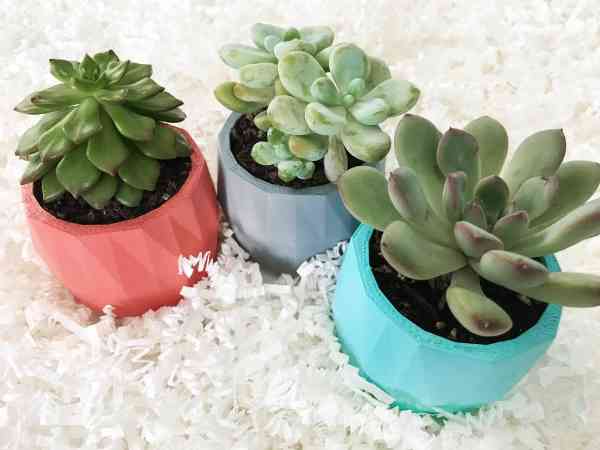 How to Care for Succulent Plants in Your Home