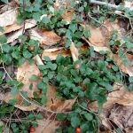 Partridgeberry as ground cover with red fruit