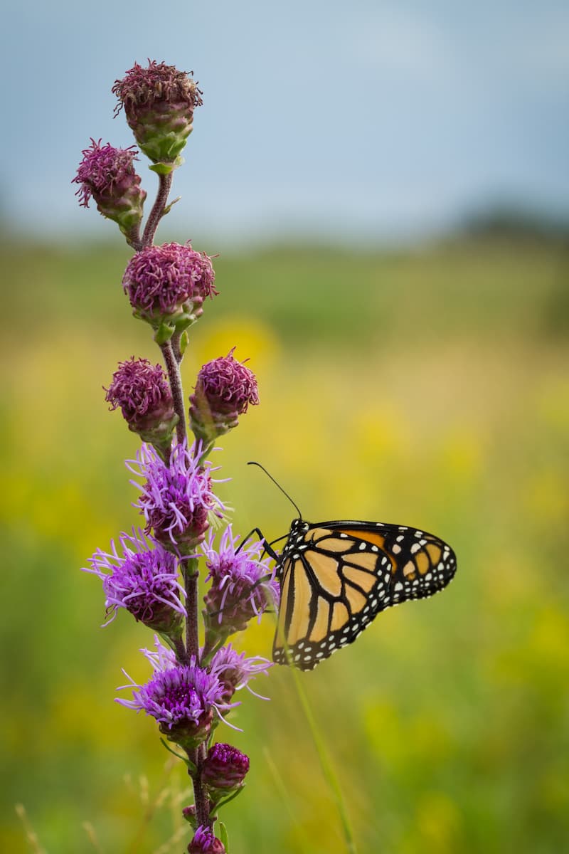 Purple Meadow Blazingstar with a monarch butterfly