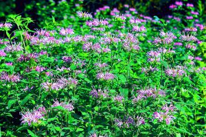 A small grove of bee balm wild bergamot plants and purple flowers