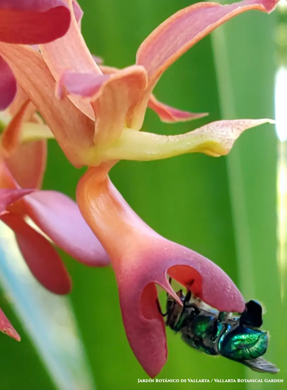 A close up of a Mormodes badia orchid with a pollinator