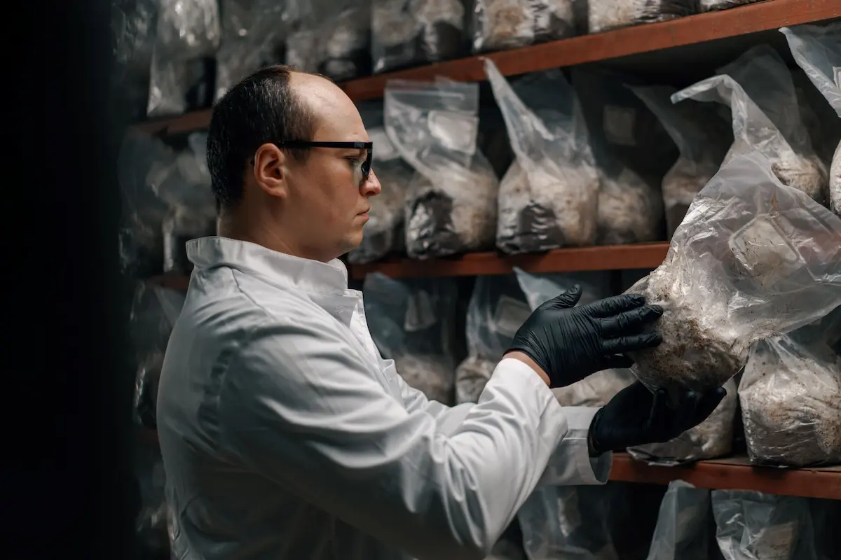 Person inspecting see through bags full of growing mushrooms