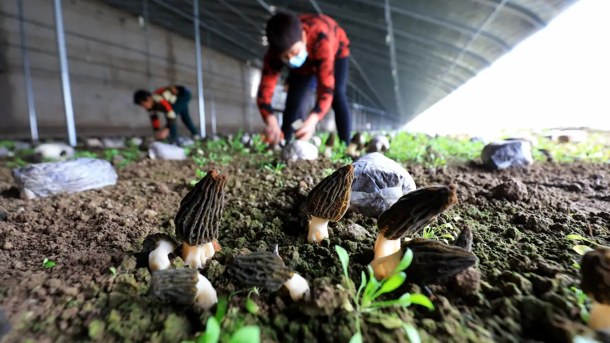 8 Tips For Sustainable Mushroom Cultivation At Home