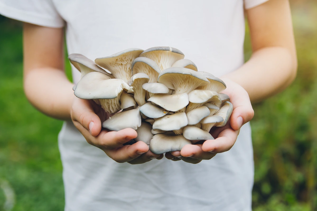 How To Grow Mushrooms From Scratch