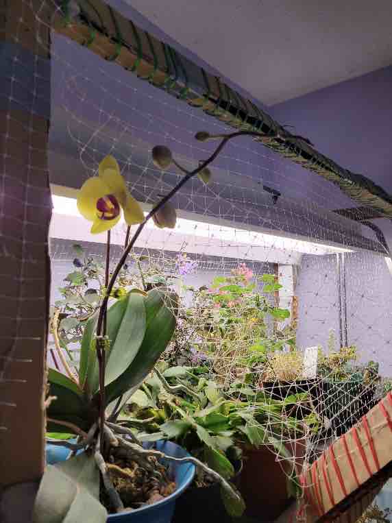 A blooming orchid in my indoor nursery