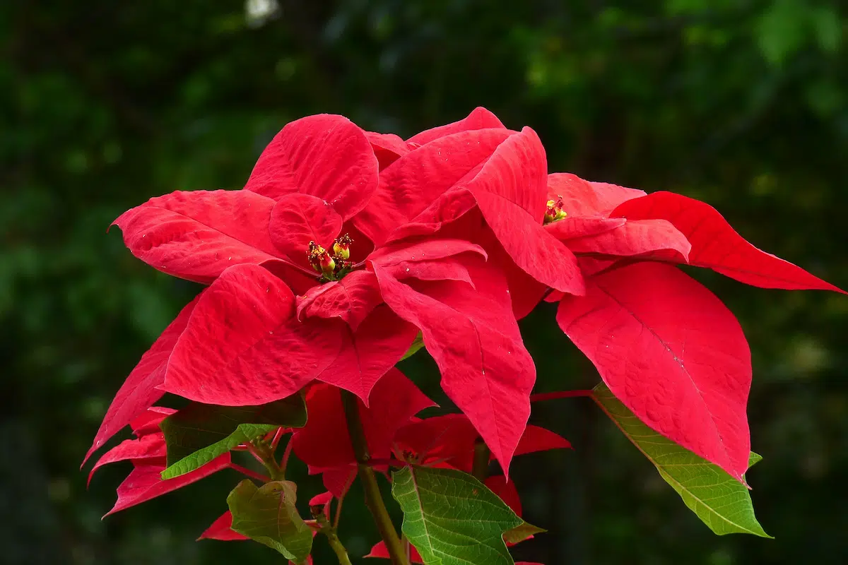 Bright red poinsettia flowers and petals