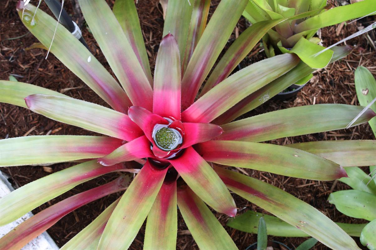 Neoregelia sanguinea flower