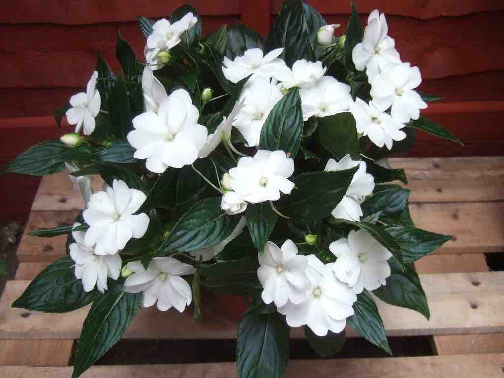 A planter with a generous and large new guinea impatiens with white flowers in bloom.