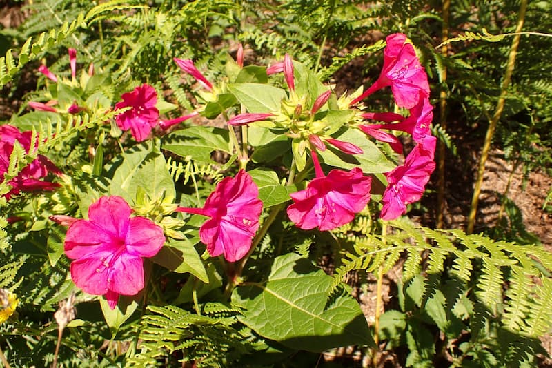 Vibrant pink flowers of the Nicotiana Alata, one of the species of tobacco