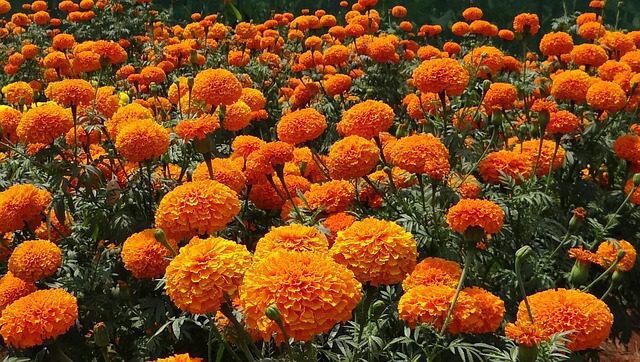 A filed of orange marigolds