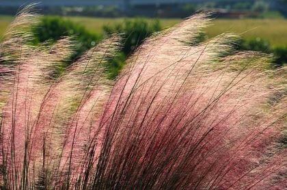 Ornamental grasses