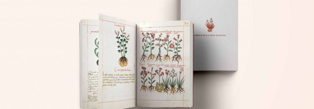 A photo of the oldest medicinal plant book from 1552