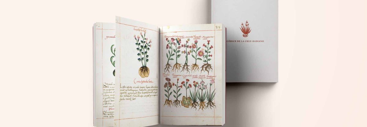A photo of the oldest medicinal plant book from 1552