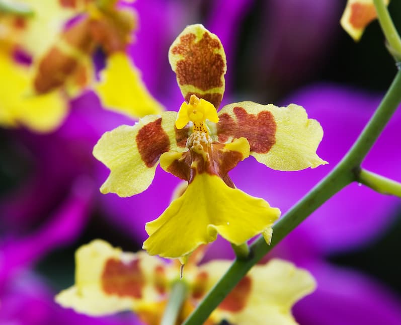 Oncidium excavatum with yellow and brown flowers