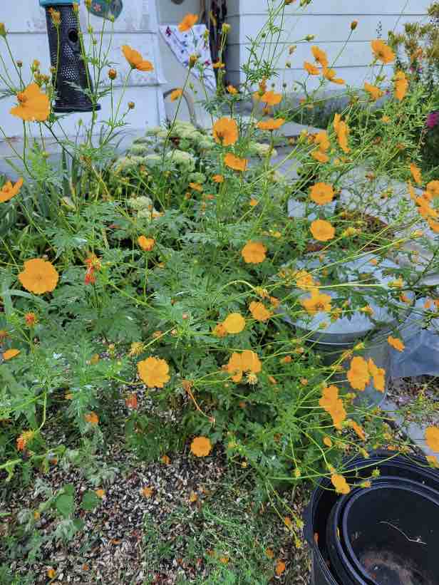 A healthy orange coloured Cosmos plant