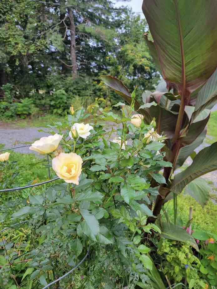Cream yellow Oscar peterson rose bush in bloom