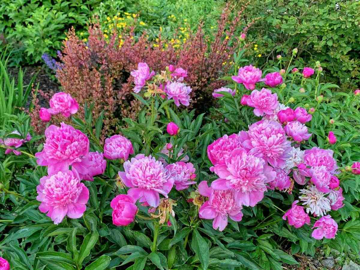 A very dense growth of pink peonies