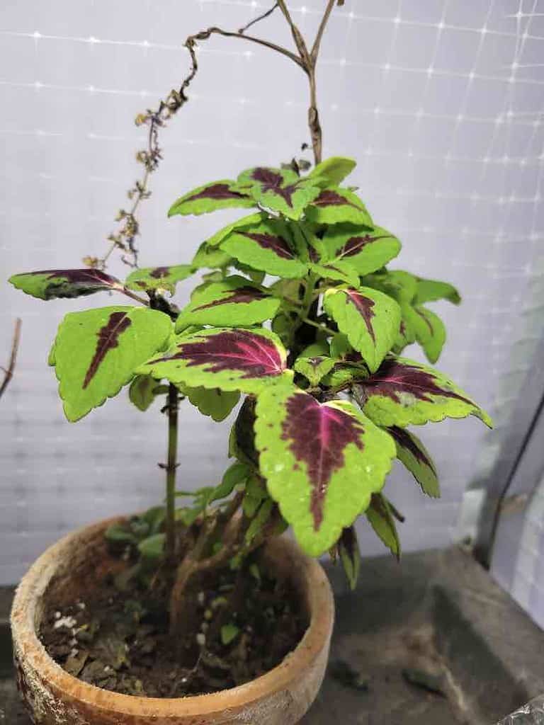 Colorful Coleus Plant which overwintered