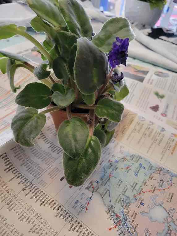 Overgrown African violet