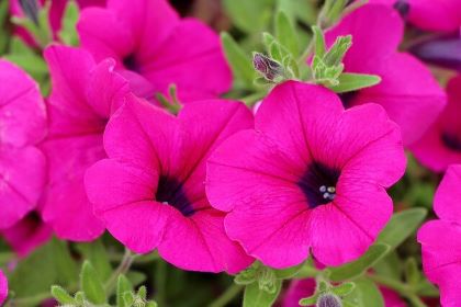 Close up of seven pink petunia flowers