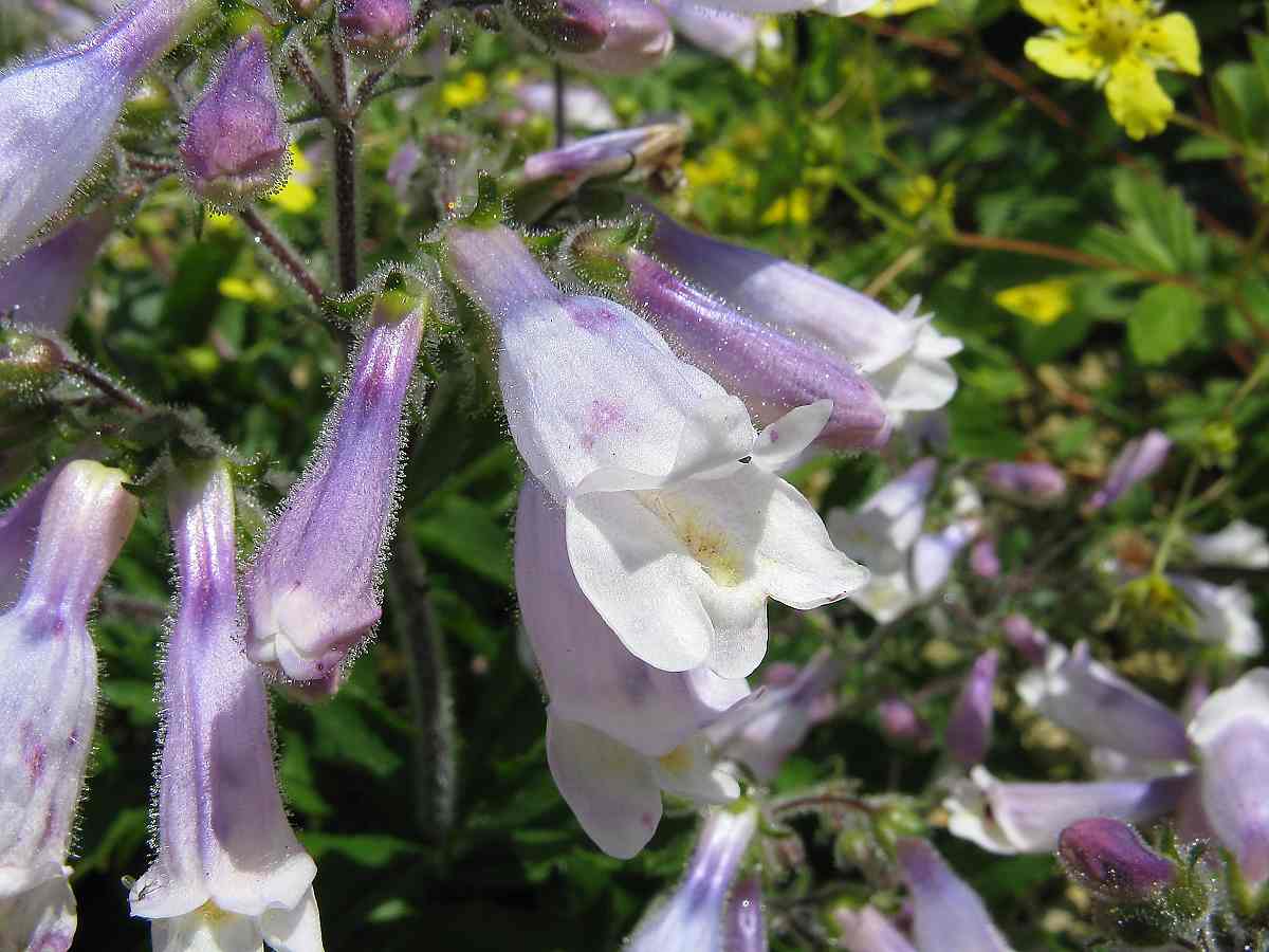 Close up of white and pruple hairy beartongue flower