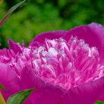 Bright pink peony flower in full bloom